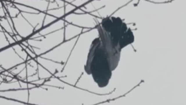 Soğuk havanın etkisiyle donan kuş ağaçta asılı kaldı Soğuk havanın etkisiyle donan kuş ağaçta asılı kaldı