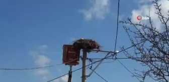 Leylek yuvalarında bahar temizliği