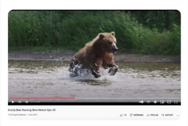 Putin'in ayının üzerinde çekildiği iddia edilen fotoğraf montaj çıktı