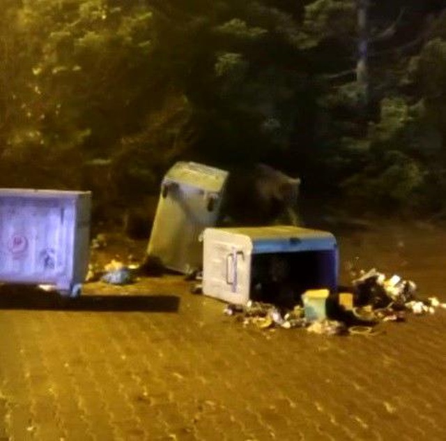 Uludağ'daki vatandaşların ayı ile imtihanı! Görür görmez kaçmaya başladılar Uludağ'daki vatandaşların ayı ile imtihanı! Görür görmez kaçmaya başladılar