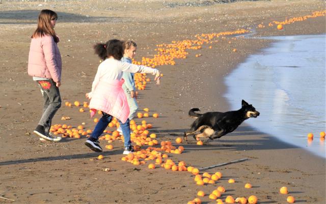 Rus turistler gördüklerine inanamadı: Denize dökülen portakallar dalgaların etkisiyle kumsalı kapladı Rus turistler gördüklerine inanamadı: Denize dökülen portakallar dalgaların etkisiyle kumsalı kapladı