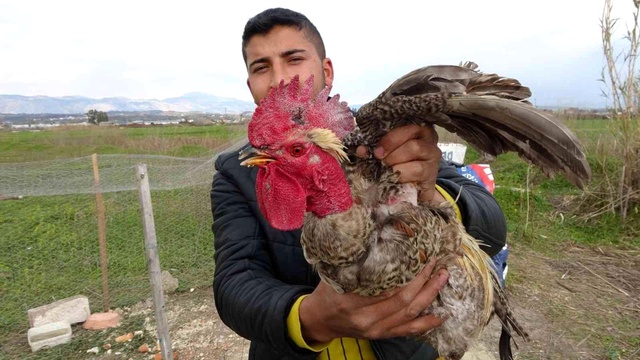 Sahibinin kesmeye kalktığı horoz 'Anne' diye bağırmaya başlayınca kesilmekten kurtuldu Sahibinin kesmeye kalktığı horoz 'Anne' diye bağırmaya başlayınca kesilmekten kurtuldu
