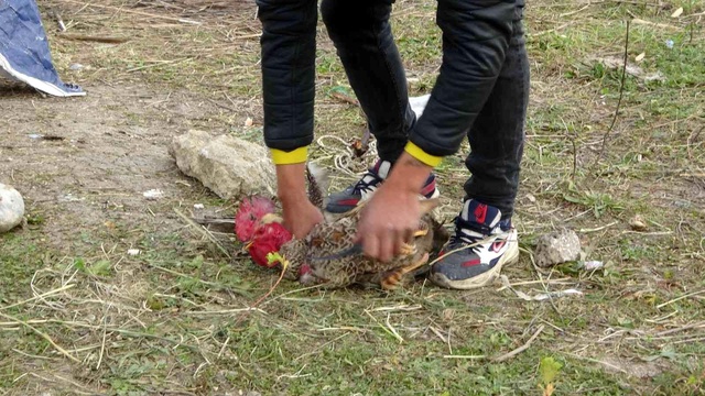 Sahibinin kesmeye kalktığı horoz 'Anne' diye bağırmaya başlayınca kesilmekten kurtuldu Sahibinin kesmeye kalktığı horoz 'Anne' diye bağırmaya başlayınca kesilmekten kurtuldu