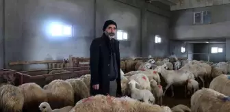 220 koyunu telef oldu... Yem firması hakkında suç duyurusunda bulundu