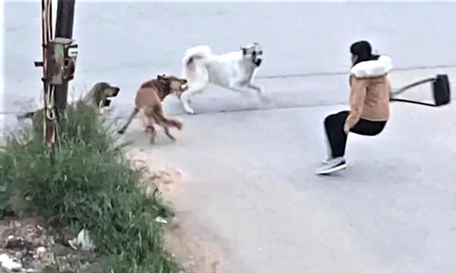 Köpeklerin saldırdığı genç kızın korku dolu anları kamerada Köpeklerin saldırdığı genç kızın korku dolu anları kamerada