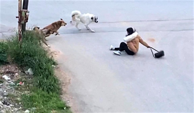 Köpeklerin saldırdığı genç kızın korku dolu anları kamerada Köpeklerin saldırdığı genç kızın korku dolu anları kamerada