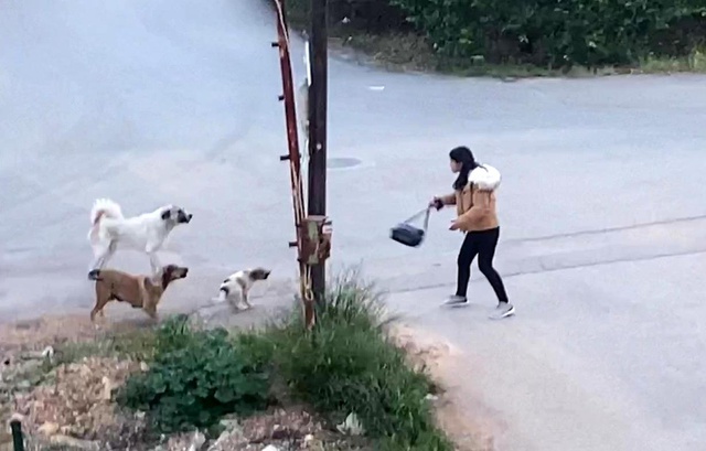 Köpeklerin saldırdığı genç kızın korku dolu anları kamerada Köpeklerin saldırdığı genç kızın korku dolu anları kamerada