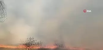 Manisa'da ormanlık alanda yangın