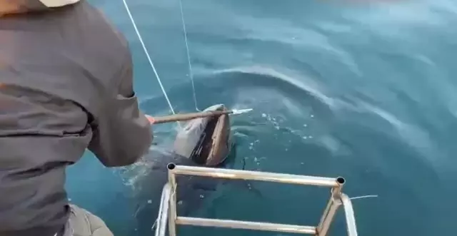 Oltaya takılanı görünce gözlerine inanamadılar! Tekneye almak için 2 saat mücadele ettiler