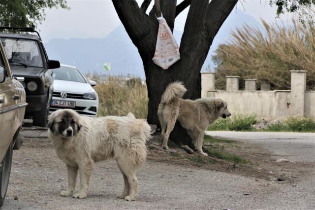Mahra'nın ölümüne sebep olan köpekler mahallede korku salmaya devam ediyor