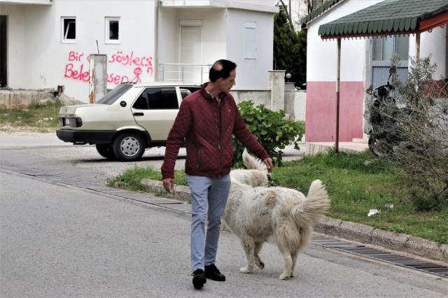 Mahra'nın ölümüne sebep olan köpekler mahallede korku salmaya devam ediyor