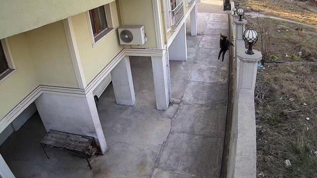 Genç kızın korku dolu anları! Okula giderken karşılaştığı köpeğin saldırısından duvardan atlayarak kurtuldu Genç kızın korku dolu anları! Okula giderken karşılaştığı köpeğin saldırısından duvardan atlayarak kurtuldu