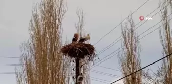 Aynı yere yuva yapan leylekler köyün simgesi oldu