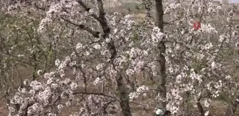 Kahta'da Nemrut Badem Çiçeği Festivali düzenlendi