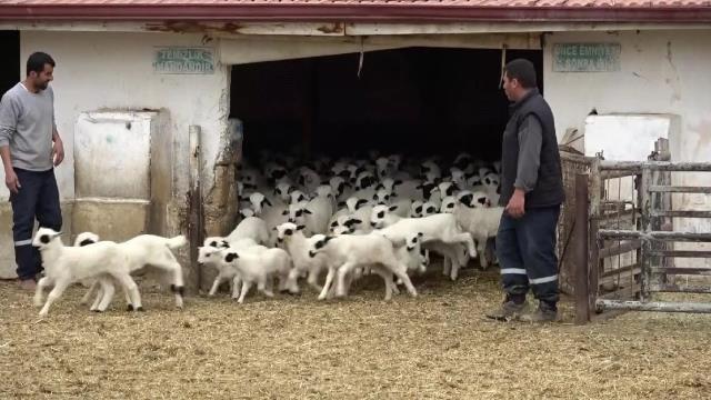 Yürek ısıtan görüntü! 5 bin kuzu anneleriyle işte böyle buluştu