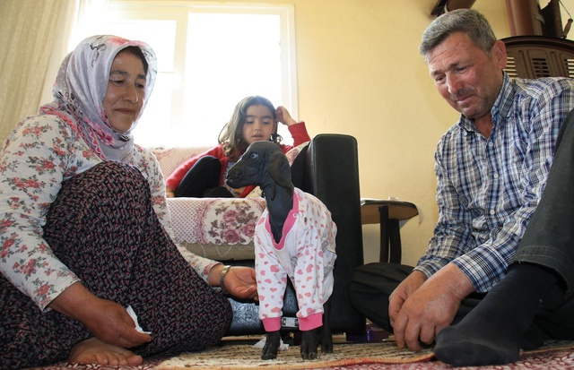 Gören şaşırdı... Tüysüz doğdu, bebek gibi bakılıyor Gören şaşırdı... Tüysüz doğdu, bebek gibi bakılıyor