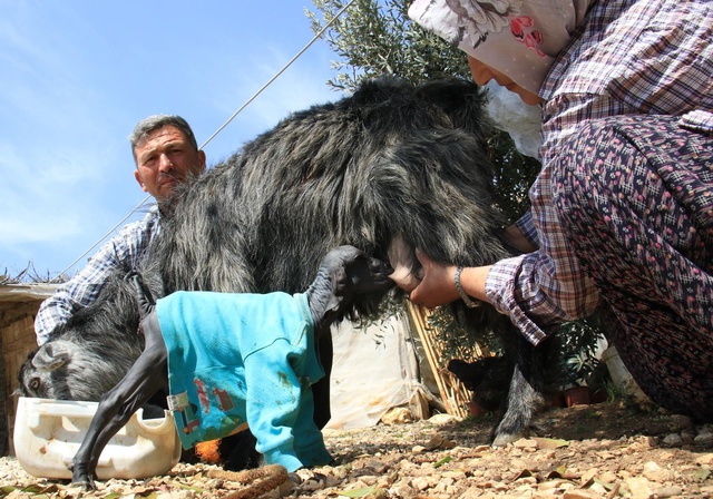 Gören şaşırdı... Tüysüz doğdu, bebek gibi bakılıyor Gören şaşırdı... Tüysüz doğdu, bebek gibi bakılıyor