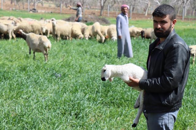 Kilis'te 2 ayaklı kuzu dünyaya geldi