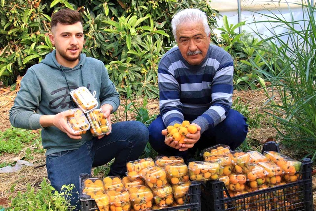 Örtü altında 'yenidünya' hasadı başladı! İlk ürünün kilosu 200 TL'den satıldı Örtü altında 'yenidünya' hasadı başladı! İlk ürünün kilosu 200 TL'den satıldı
