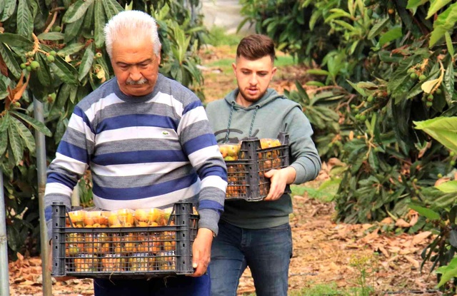 Örtü altında 'yenidünya' hasadı başladı! İlk ürünün kilosu 200 TL'den satıldı Örtü altında 'yenidünya' hasadı başladı! İlk ürünün kilosu 200 TL'den satıldı