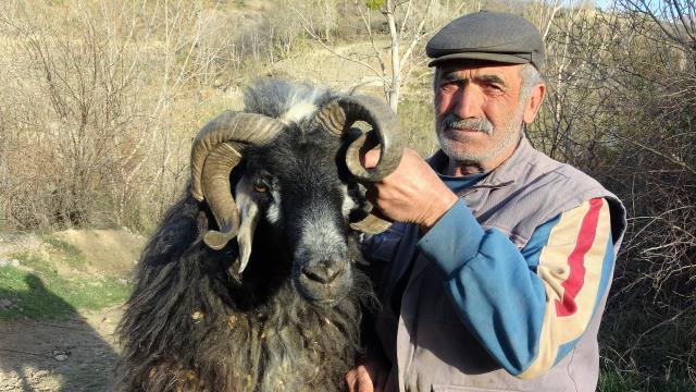 4 yaşında 4 boynuzlu koçuna paha biçemiyor