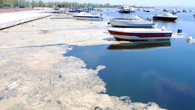 Komisyon raporu: Müsilajın nedeni sudaki besin maddesi oranının artması