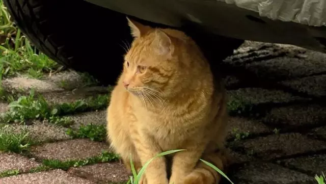 40 TL karşılığında kedileri toplattığı iddia edilen bakkal, hayvanseverleri çileden çıkardı 40 TL karşılığında kedileri toplattığı iddia edilen bakkal, hayvanseverleri çileden çıkardı