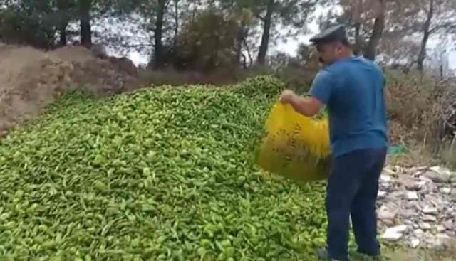 Sebzelerin çöpe döküldüğü görüntüler tepki çekmişti! Ticaret Bakanlığı, işin aslını açıkladı Sebzelerin çöpe döküldüğü görüntüler tepki çekmişti! Ticaret Bakanlığı, işin aslını açıkladı