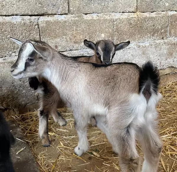 İlandaki bir cümle başını yaktı! Keçilerini satmak isterken 'hayvan tacizcisi' oldu İlandaki bir cümle başını yaktı! Keçilerini satmak isterken 'hayvan tacizcisi' oldu