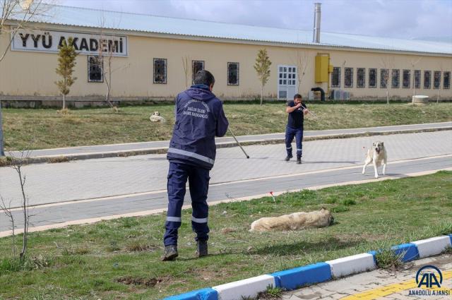 Kampüste yürüyüşe çıkan genç kız başıboş köpeklerin saldırısına uğradı Kampüste yürüyüşe çıkan genç kız başıboş köpeklerin saldırısına uğradı