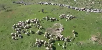 Tescilli 'Balıkesir kuzu eti'nin marka değerini hibe damızlıklarla yükseltecekler