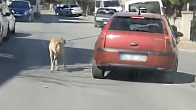 Köpeğini iple arabasına bağlayarak peşinden koşturan sürücünün hacizli arabasına el konuldu Köpeğini iple arabasına bağlayarak peşinden koşturan sürücünün hacizli arabasına el konuldu