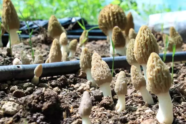 Türkiye'de ilk defa üretimi yapıldı! Tazesinin kilosu 400, kurusu 3 bin TL