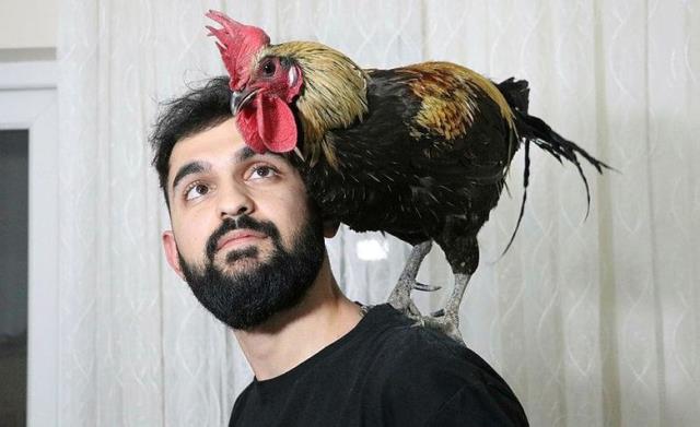 Dünyaya ün salan 'Bahtiyar' isimli horozdan üzen haber Dünyaya ün salan 'Bahtiyar' isimli horozdan üzen haber