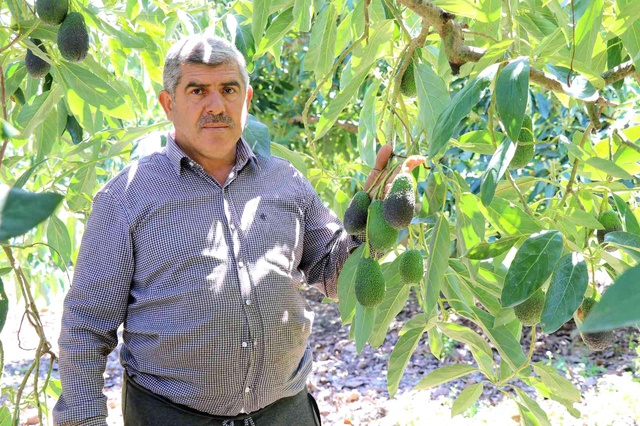 Tanesi 10 TL! Hırsızlardan korumak için tarlalarda silahlarla nöbet tutuyorlar