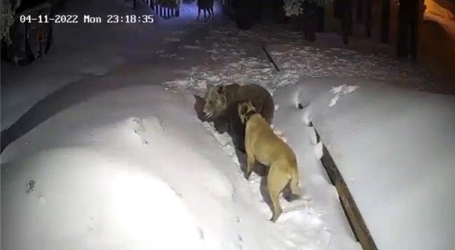 Uludağ'da ayı ile devasa köpek karşı karşıya geldi! O anlar kamerada Uludağ'da ayı ile devasa köpek karşı karşıya geldi! O anlar kamerada
