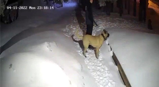 Uludağ'da ayı ile devasa köpek karşı karşıya geldi! O anlar kamerada Uludağ'da ayı ile devasa köpek karşı karşıya geldi! O anlar kamerada