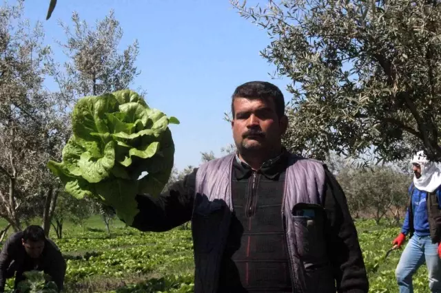 Marul tarlada 2, markette 15 lira! Üretici aracıların daha fazla kazanmasından dert yanıyor