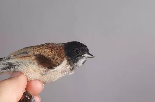 'Karabaşlı çulha' Türkiye'de ilk kez görüldü