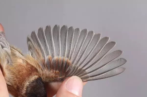 'Karabaşlı çulha' Türkiye'de ilk kez görüldü