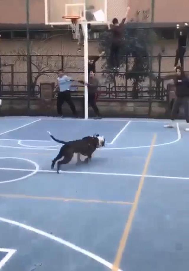 Böyle şaka mı olur! Basketbol sahasındaki pitbullun tasması koptu, çocuklar can havliyle kaçtı