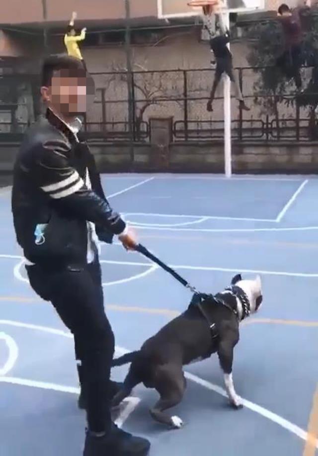 Böyle şaka mı olur! Basketbol sahasındaki pitbullun tasması koptu, çocuklar can havliyle kaçtı
