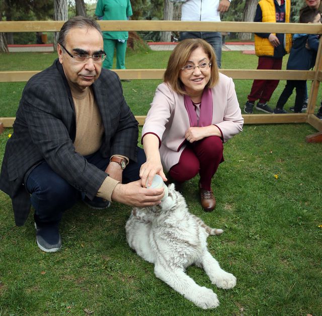 İstanbul'da villada ele geçirilen, doğada nadir bulunan 'beyaz kaplan' Gaziantep'e getirildi