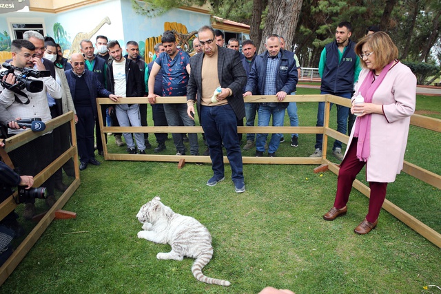 İstanbul'da villada ele geçirilen, doğada nadir bulunan 'beyaz kaplan' Gaziantep'e getirildi