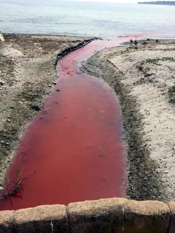 Marmara Denizi'ni kırmızıya bürüyen tesise 500 bin lira ceza kesildi, faaliyetleri durduruldu