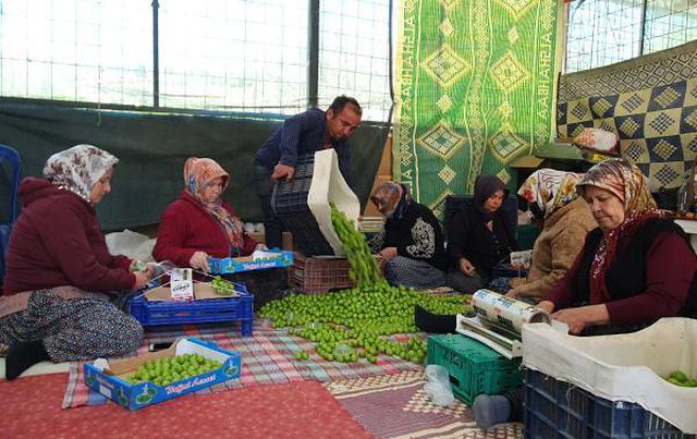 Sezonu 600 TL'den açan eriğin kilosu 90 TL'ye kadar düştü