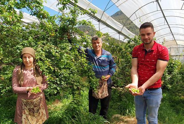 Sezonu 600 TL'den açan eriğin kilosu 90 TL'ye kadar düştü