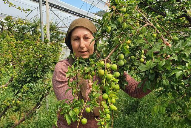 Sezonu 600 TL'den açan eriğin kilosu 90 TL'ye kadar düştü