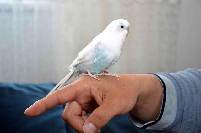 Bu kuş muhabbet etmiyor tekbir getiriyor
