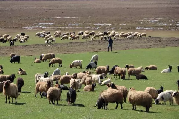 Aylık 7 bin liraya çoban bulamadılar, nöbet sistemine geçtiler